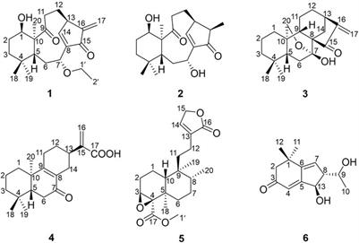 Diterpenoids and C13 Nor-Isoprenoid Identified From the Leaves and Twigs of Croton yanhuii Activating Apoptosis and Pyroptosis